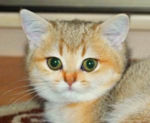Британский котенок золотого окраса шиншилла (золотой британец)